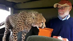 Dobrý dravec: prečo gepardy nikdy neútočia na človeka