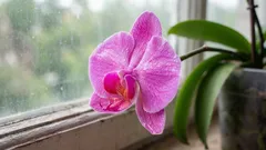 Orchidea odkvitla – neponáhľajte sa s odrezaním kvetného stonku: je tu dôležitý detail