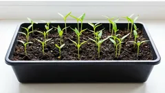 Prečo papriky rastú zle: najčastejšie chyby pri výsadbe