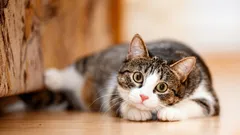 Mení sa charakter mačky s vekom – a čo môžete očakávať od svojho domáceho maznáčika