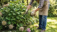 Prečo hortenzie bujne rastú, ale nekvitnú: chyba, ktorú robí mnoho záhradníkov