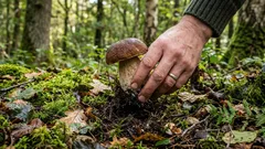 Je možné vytrhávať huby? Hubári sa o tom hádali celé desaťročia – tu je odpoveď