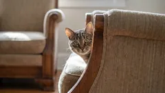 Objavte tajomstvo mačacieho šťastia: tri každodenné činnosti, ktoré sú pre ňu životne dôležité