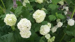 Ostrihali – a nekvitlo: ktoré kríky sa na jar nesmú strihať