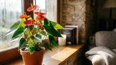 Antúrium bude kvitnúť celé mesiace, ak budete dodržiavať tieto pravidlá starostlivosti