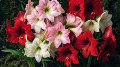 Hippeastrum doma: ako ho zasadiť a starať sa oň, aby rozkvitol obrovskými kvetmi