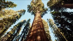 2000 rokov života: príbeh stromu, ktorý prežil celé epochy