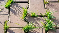 Buriny sa znova a znova predierajú medzi dlaždicami – osvedčený spôsob, ako ich poraziť