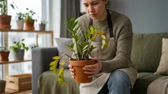 Zamioculcas nerastie? 5 dôvodov, prečo stráca listy