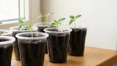 Kedy začať prihnojovať sadeničky: hlavné tajomstvo, ktoré skrývajú skúsení záhradníci