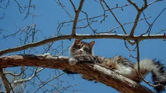 Prečo mačky ľahko vyliezajú na strom, ale nevedia z neho zliezť? Čo robiť v takejto situácii?