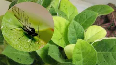 Komáre zmiznú z kvetináčov s vašimi kvetinami: účinné metódy pre každú domácnosť